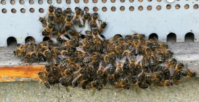 photo  des abeilles tétanisées, en grappe à l’entrée de la ruche, la protègent des frelons qui volent tout près.  &copy;  ouest-france 