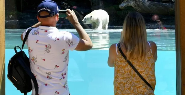 photo  avec ce plan triennal, le zoo souhaite renforcer son attractivité.  &copy;  archive le maine libre -  yvon loue 