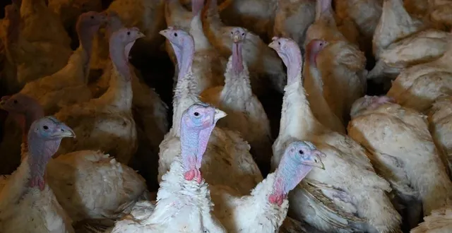 photo  un élevage de dindes dans l’ouest. photo d’illustration.  &copy;  franck dubray / archives ouest-france 