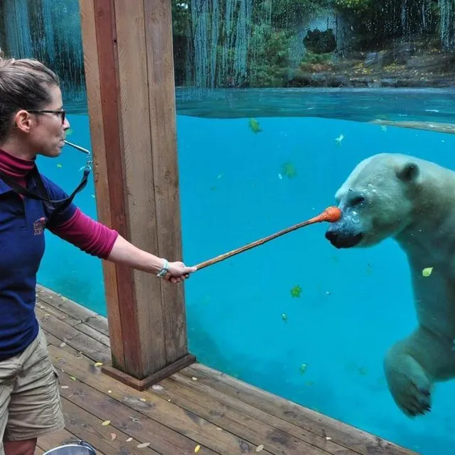 photo taïko était la mascotte du parc. en novembre 2020, il partait pour de nouveaux horizons, direction le zoo de budapest.  ©  archive le maine libre
