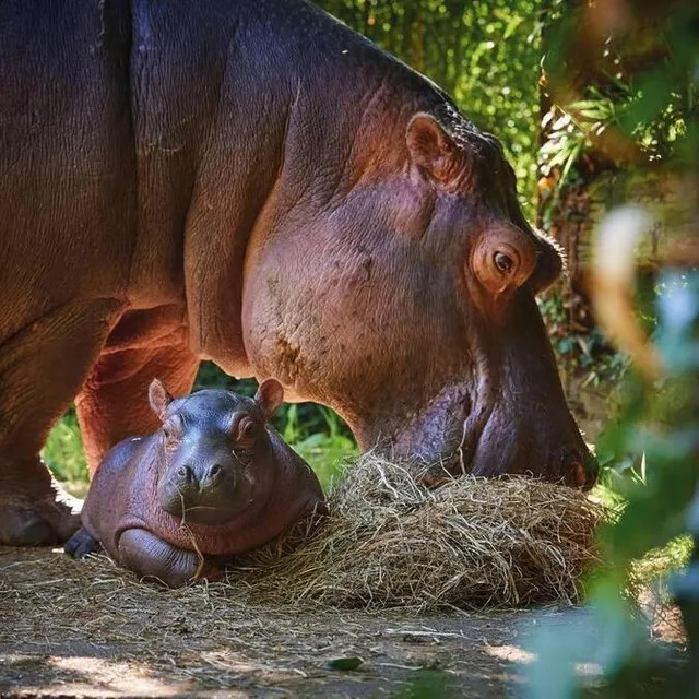 photo la naissance du bébé hippopotame d’élisabeth et massaï.  ©  zoo de la flèche