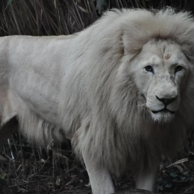 photo jabu était le taulier du zoo. sa disparition, en 2021, a affecté l’ensemble de l’équipe.  ©  archive le maine libre