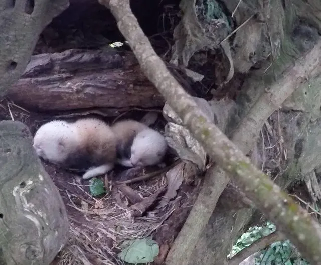 photo la naissance de deux petits pandas roux : un événement pour le parc.  ©  zoo la flèche