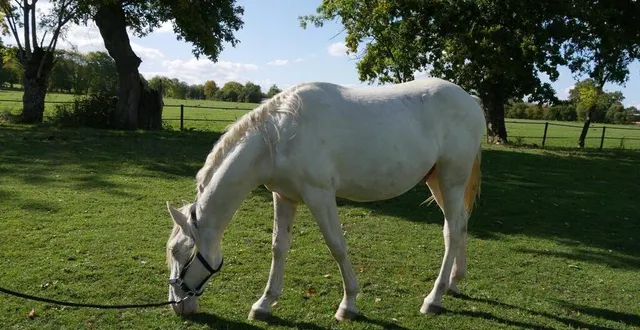 photo  le grand refuge de la spa à pervenchères récolte des fonds pour financer l’opération de laïus, poulain atteint ostéochondrose.  &copy;  dr 