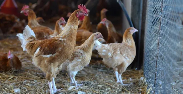 photo  sur le front de la grippe aviaire, le maine-et-loire est actuellement placé en zone de contrôle temporaire.  &copy;  co – josselin clair 