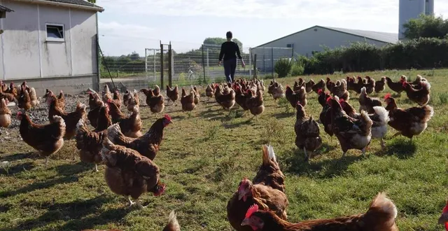 photo  les éleveurs en plein air ont protesté, mardi 25 octobre 2022, dans les locaux du ministère de l’agriculture contre les mesures de confinement imposées.  &copy;  archives ouest-france 