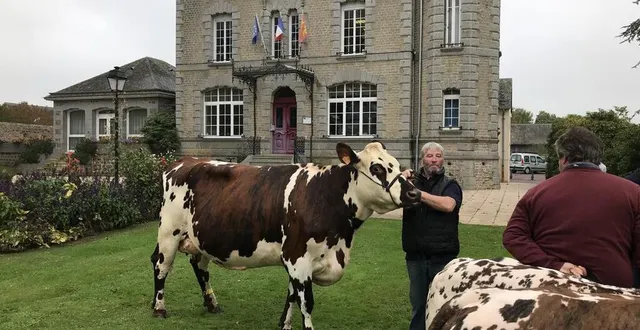 photo  plusieurs vaches de race normandes et notamment des culardes dont la viande est particulièrement goûteuse seront mises aux enchères, ce lundi 21 novembre 2022, lors de la foire de la sainte-catherine à briouze, dans l’orne.  &copy;  ouest-france 