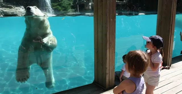 photo  taïko est de retour au zoo de la flèche. il sera le compagnon d’aron, le mâle reproducteur.  &copy;  archive le maine libre 