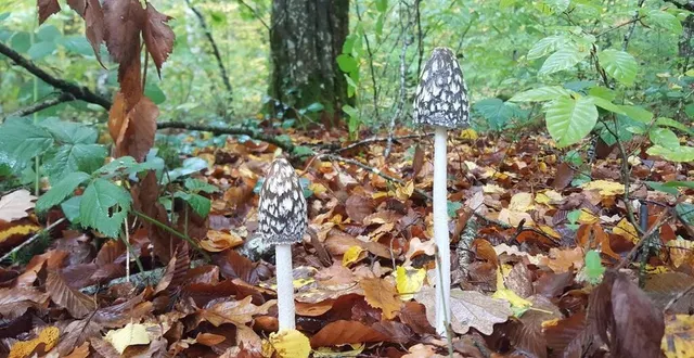 photo  l’automne est propice à la découverte des champignons.  &copy;  ouest-france 