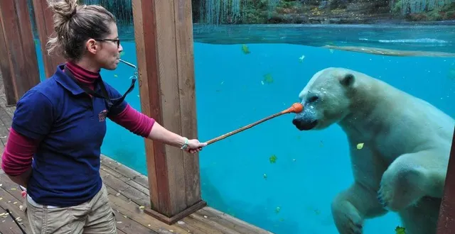 photo  taïko, ici avec bérénice, était arrivé au zoo de la flèche en mars 2013 puis l’avait quitté en novembre 2020.  &copy;  archives le maine libre 