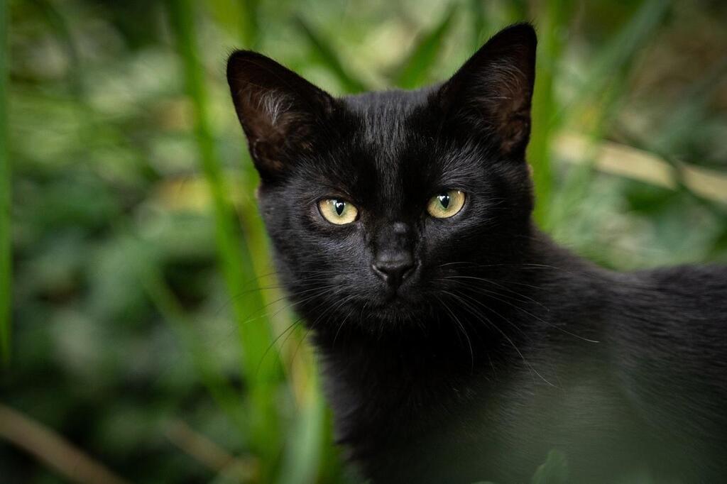 Des Artisans Sauvent Deux Chats Bloques Dans Un Trou De Plusieurs Metres Pendant Cinq Jours Redon Maville Com