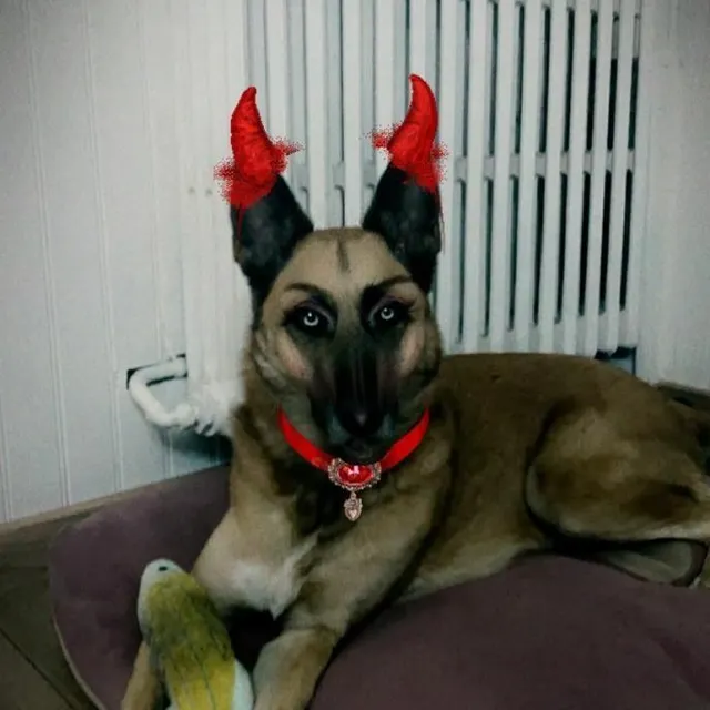 photo un malinois diabolique, grâce à un filtre, à sablé-sur-sarthe.  ©  alain ménagé