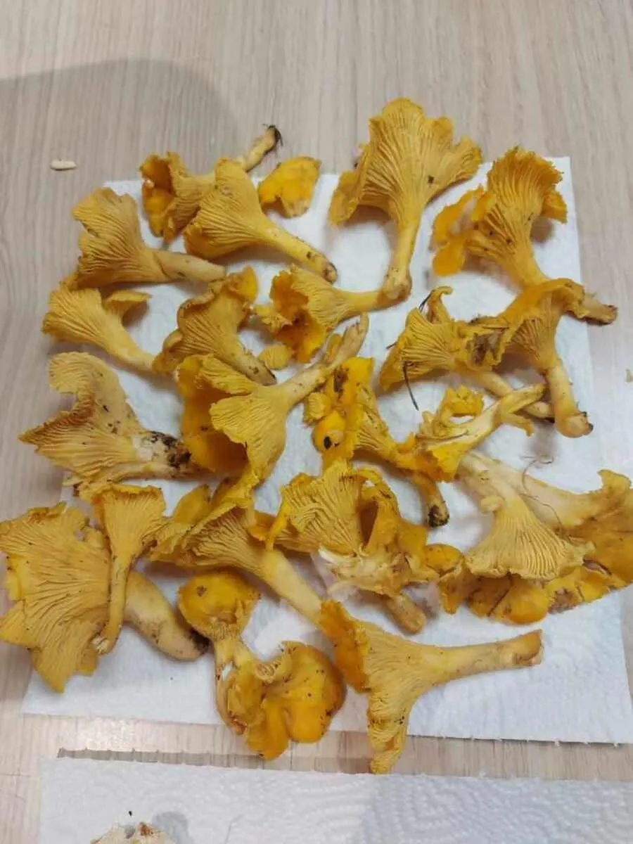 EN IMAGES. Girolles, chanterelles… Vos photos de la cueillette des