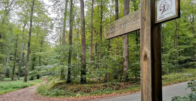 photo  le vallon de l’hermitière, en forêt domaniale de bercé (sarthe), fait 124 hectares. des travaux d’exploitation, menés par l’office national des forêts (onf) y ont débuté en novembre 2022.  &copy;  ouest-france 