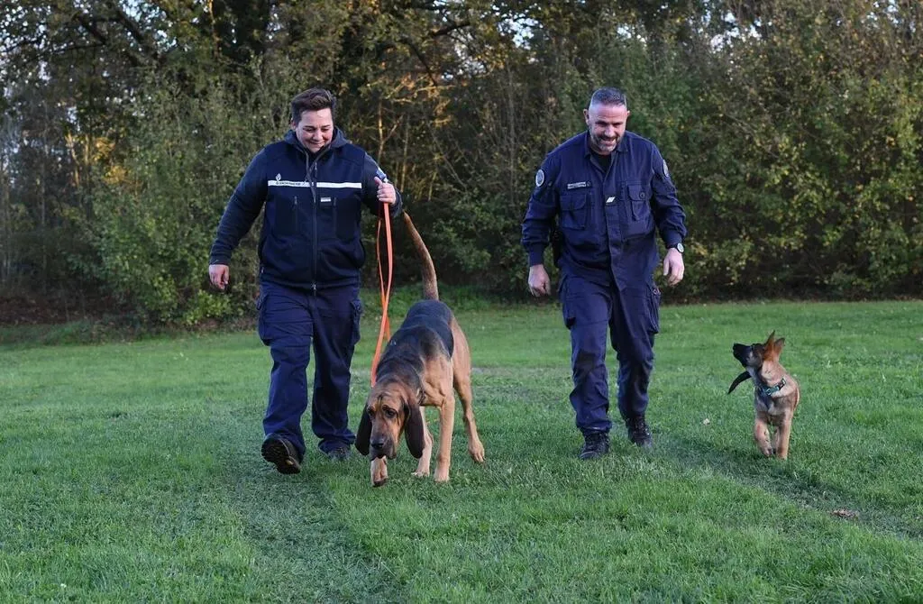 PHOTOS. Le redoutable flair de Togo, nouveau chien de la gendarmerie de MaineetLoire Angers