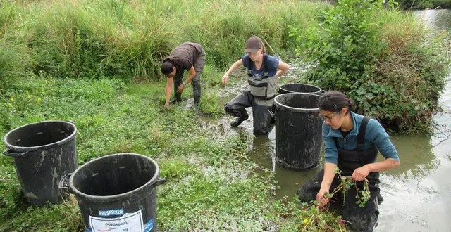 photo  chantier d’arrachage de jussie rampante pour stopper l’évolution de cette plante envahissante.  &copy;  valentin vautrain, parc naturel régional du perche 