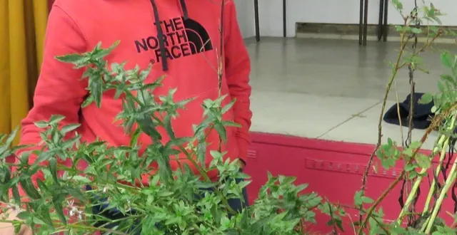 photo  thomas, d’aigné, a apporté divers végétaux. il est prêt pour les échanges.  &copy;  le maine libre 