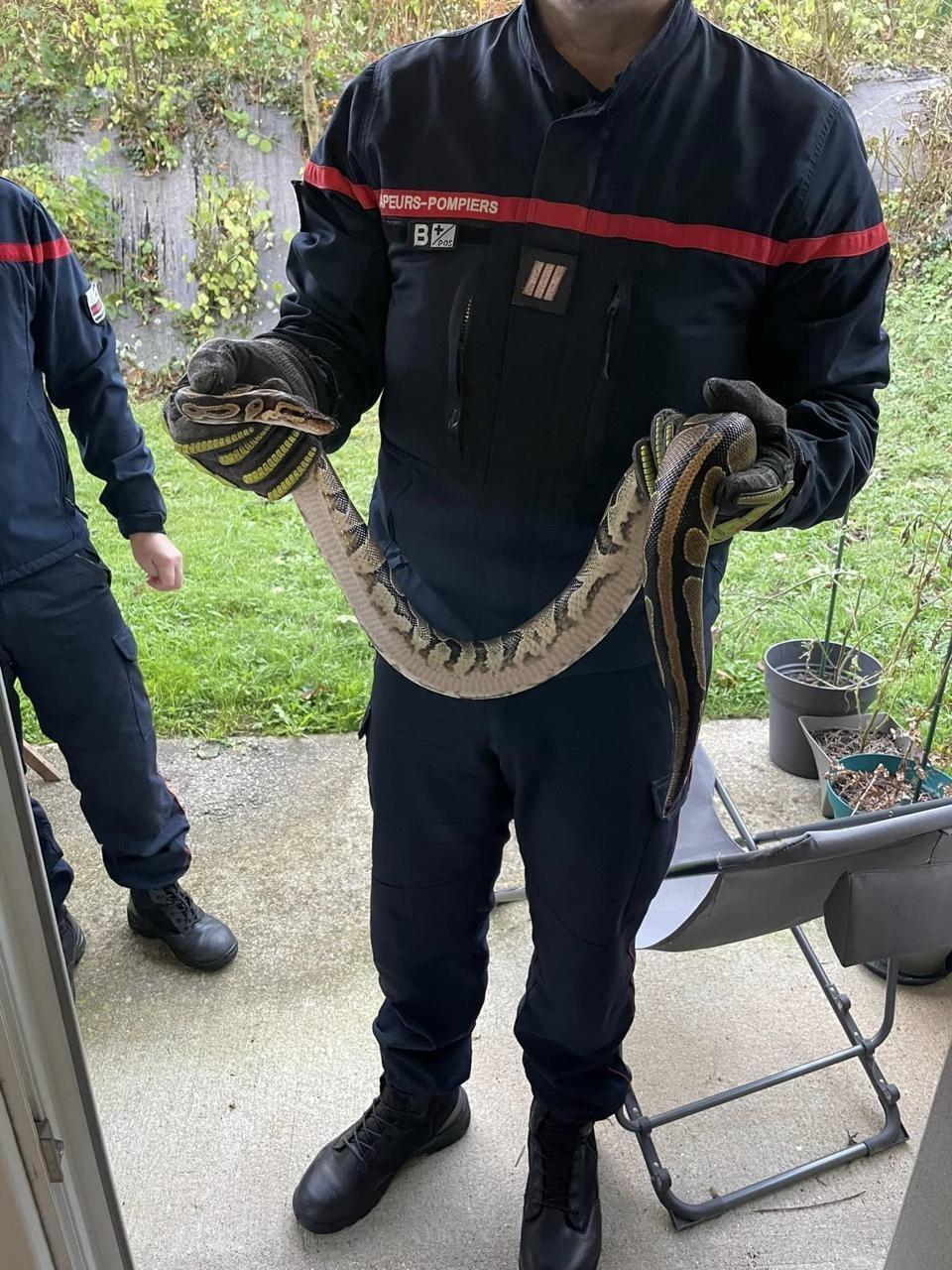 Cette Morbihannaise Découvre Un Python Sur Sa Terrasse