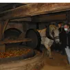 photo la fête du cidre avec la participation du cheval percheron umberto.