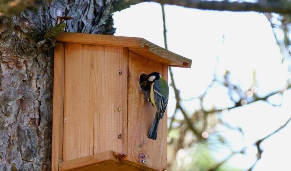 Installer un nichoir dans son jardin : conseils et modèles - Instinct Animal