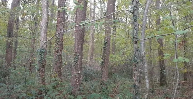 photo  des riverains du clos-du-bois sont inquiets : que va devenir ce bois ?  &copy;  le maine libre 