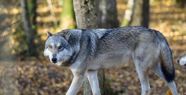 photo  après plusieurs signalements, vérifiés par les autorités, le loup est véritablement de retour en bretagne (photo d’illustration). 