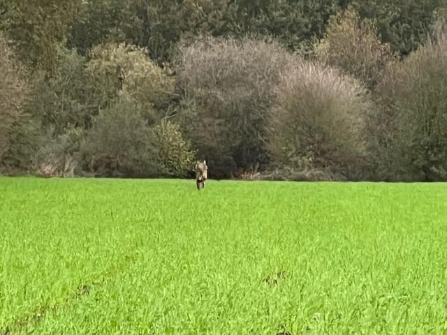 photo une habitante de lassy a photographié l’animal dans un champ à goven (ille-et-vilaine), mardi 8 novembre 2022.  ©  dr