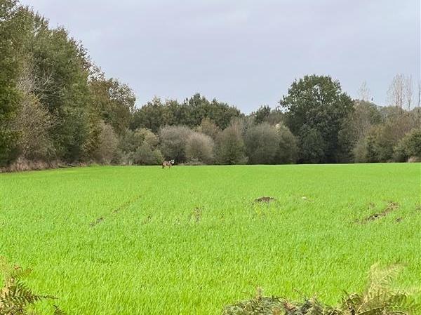 photo une habitante de lassy a photographié l’animal dans un champ à goven (ille-et-vilaine), mardi 8 novembre 2022.  ©  dr