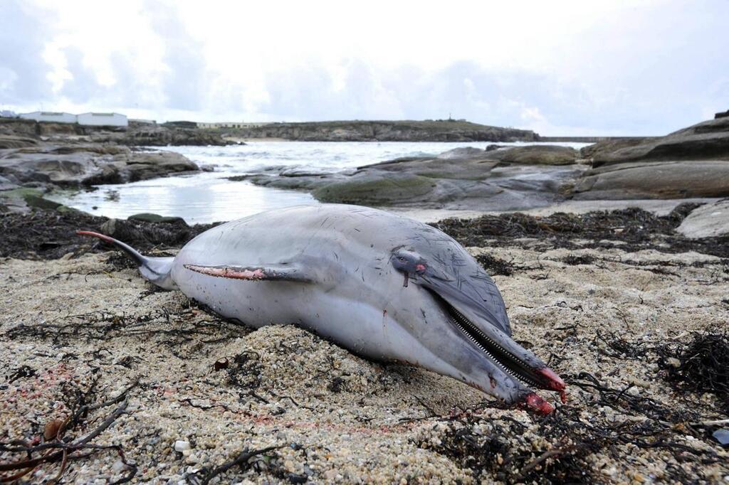 Un Dauphin S’échoue Sur Une Plage De Plouha, Près De Saint-Brieuc ...