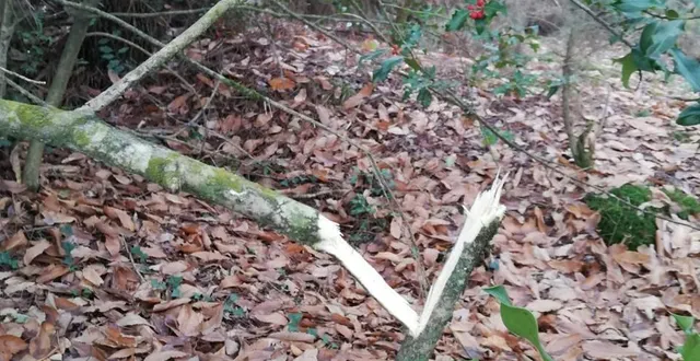 photo  « en forêt, tout n’est pas permis ! »?, note l’arche de la nature.  &copy;  l’arche de la nature 