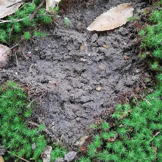 photo « les mousses abritent des milliers d’êtres vivants », rappelle l’arche de la nature, qui a constaté des prélèvements.  ©  l’arche de la nature
