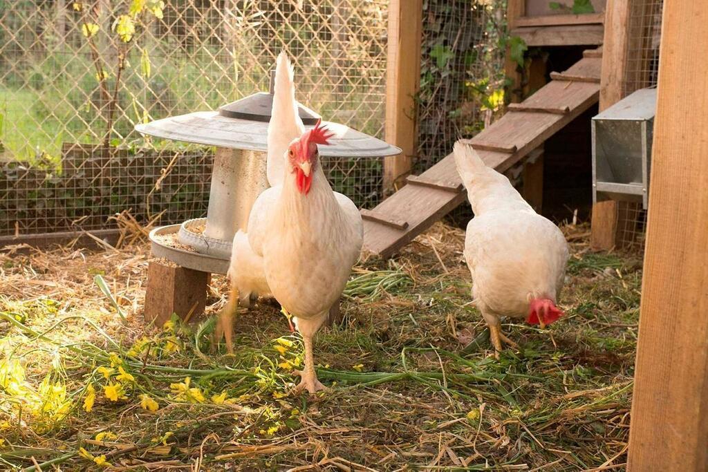 Avoir des poules et respecter la réglementation.