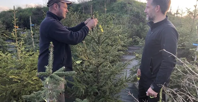photo  à saint-paterne-le-chevain (sarthe)ludovic coulon, paysagiste, propose, pour la 5e année, de louer son sapin de noël, depuis vendredi 18 novembre 2022.  &copy;  ouest-france 