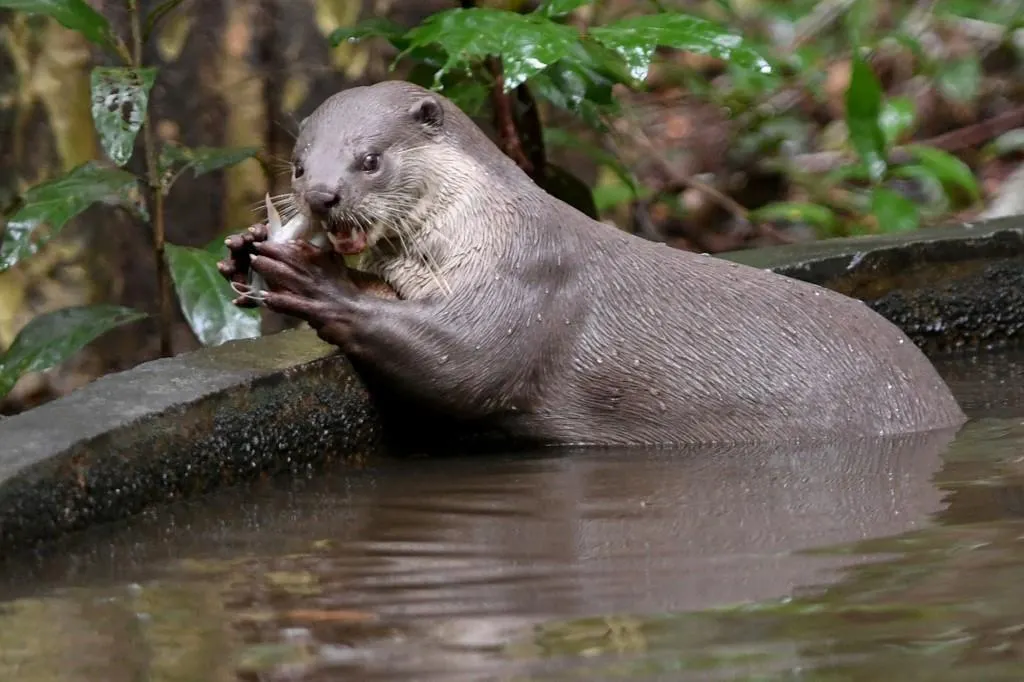Une loutre géante aperçue en Argentine, une première depuis plusieurs décennies dans le pays