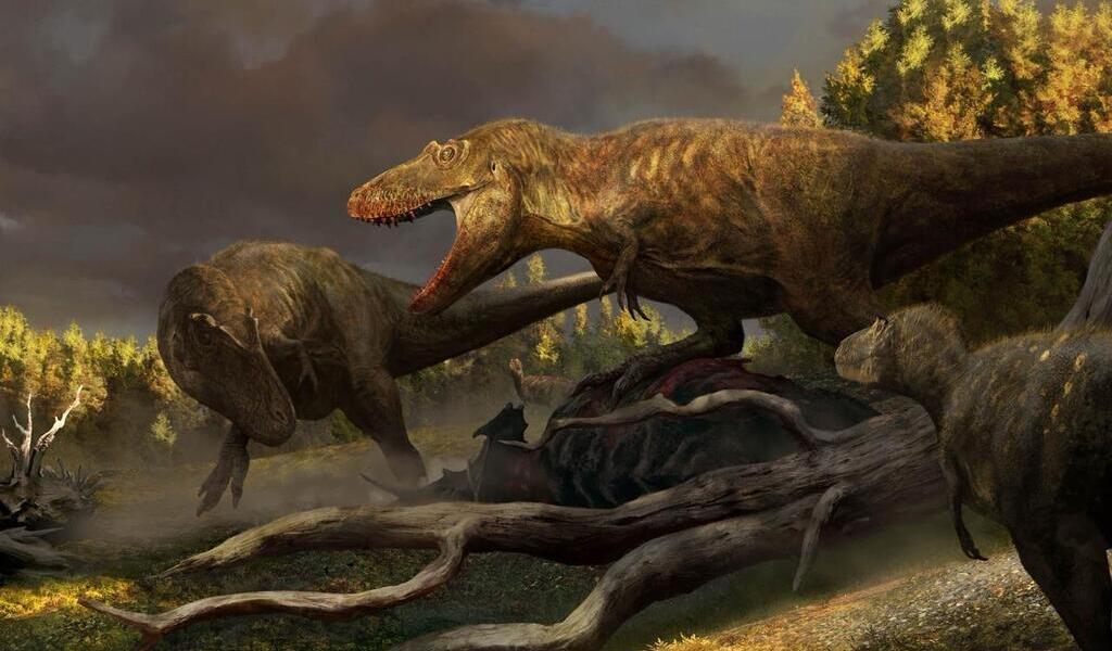 Cette nouvelle espèce de tyrannosaure découverte dans le Montana serait un  ancêtre direct du 