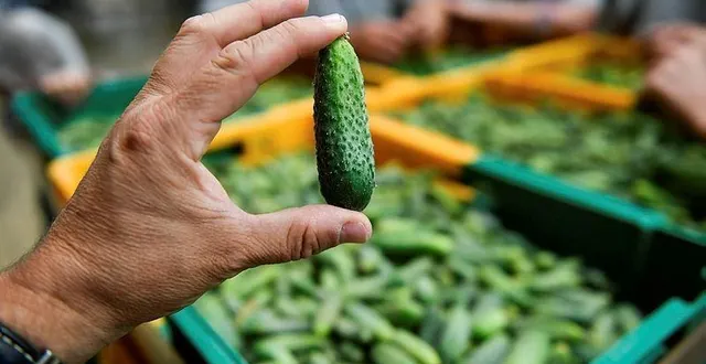 photo  une partie de la production du producteur olivier corbin, qui travaille pour la marque reitzel, en 2017. photo d’illustration.  &copy;  franck dubray / archives ouest-france 