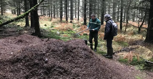 photo  romuald heslot, garde forestier à l’office national des forêts (onf) et michel ameline, entomologue amateur, répertorient chaque année, depuis six ans, les fourmilières. certaines peuvent atteindre jusqu’à 1,40 m de hauteur et une circonférence de quatre mètres.  &copy;  ouest-france 