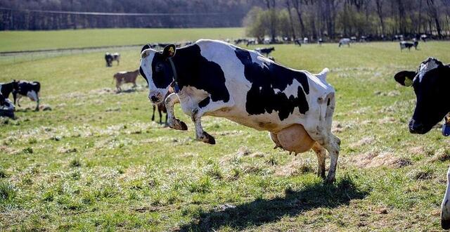 photo  ici, une vache photographiée en suède, près de falkenberg, le 24 avril 2020, lors de l’ouverture des pâturages. 