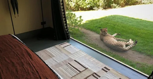 photo  le zoo de la flèche prévoit de proposer de nouveaux hébergements au cœur de l’univers africain en projet.  &copy;  archives ouest-france 