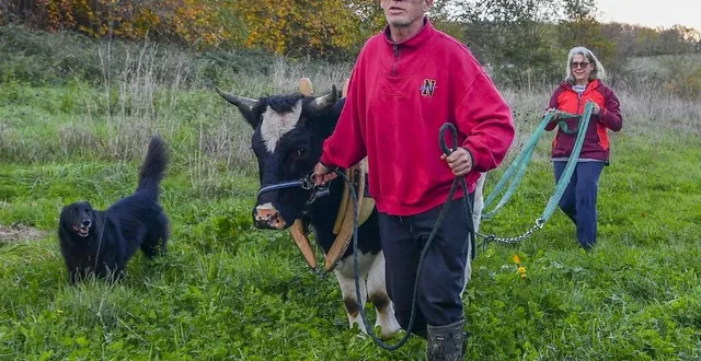 photo  pour travailler en traction animale, luc et agnès bernard ont dû modifier toutes les habitudes.  &copy;  photo le maine libre – yvon loué 