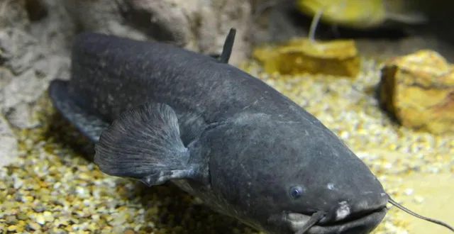 photo  le 3 février 2023 à fillé, il sera question du silure.  &copy;  archives le courrier de l’ouest - laurent combet 