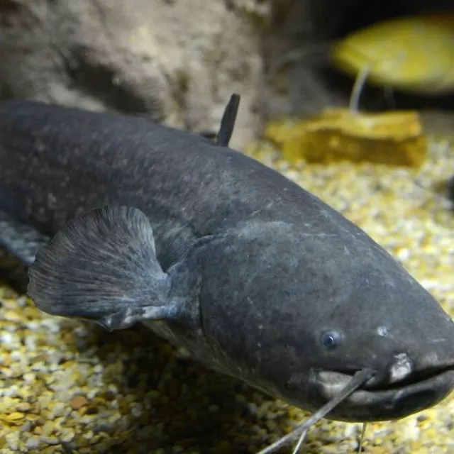 photo le 3 février, il sera question de silure.  ©  archives co – laurent combet