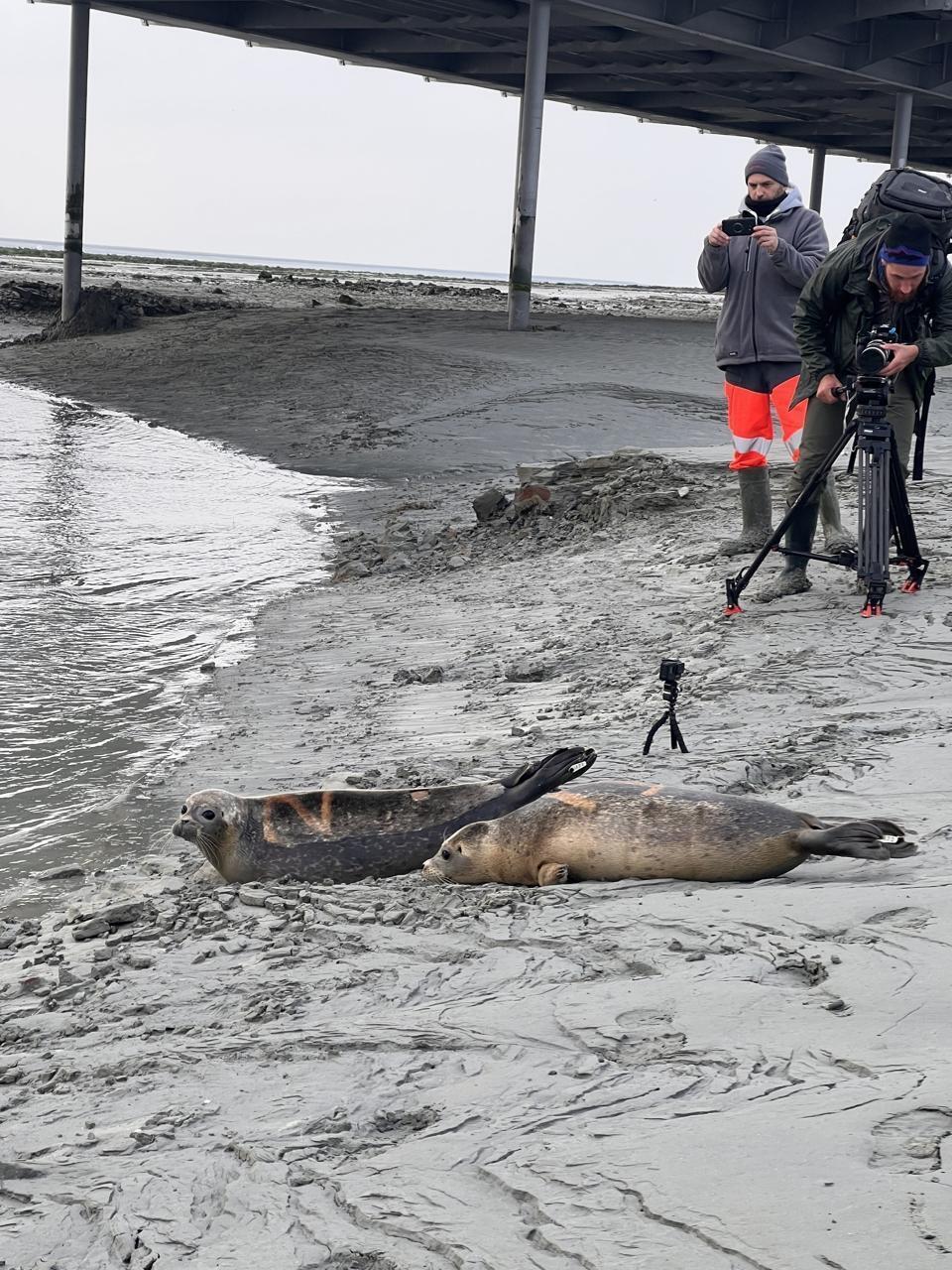 Deux B B S Phoques Rel Ch S En Pleine Forme Dans La Baie Du Mont Saint Michel Rennes