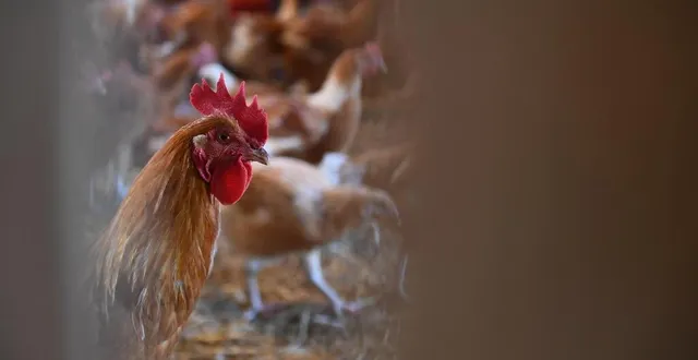 photo  le travail de ramassage de volailles consiste à se rendre, de nuit, dans différents élevages afin de mettre en cage les volailles en vue de leur transport vers l’abattoir.  &copy;  photo d’illustration : archives presse océan - josselin clair 