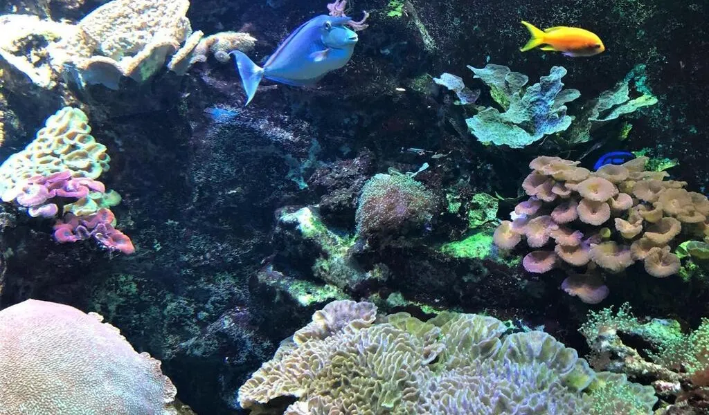 Huit aquariums pour explorer la mer sans se mouiller dans l’ouest de la