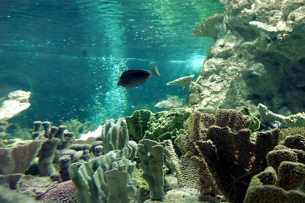 Huit aquariums pour explorer la mer sans se mouiller dans l’ouest de la