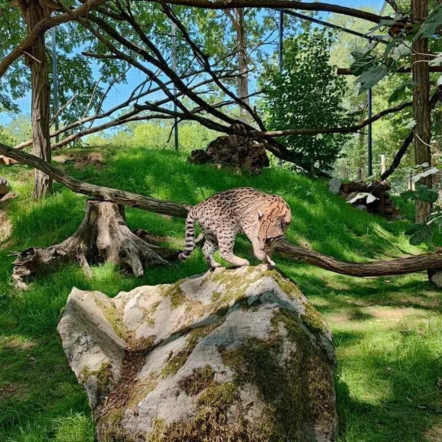 photo de plus grands espaces pour les ocelots.  ©  collection privée pescheray