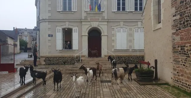 photo  drôle de surprise, samedi 1er octobre, pour jérémy girault, le maire de savennières, près d’angers (maine-et-loire). un troupeau de huit chèvres et d’un bouc s’est retrouvé en ville, devant la mairie.  &copy;  ville de savennières 