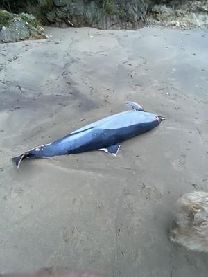 Elne : le dauphin retrouvé au Bocal du Tech est probablement mort de  vieillesse - France Bleu