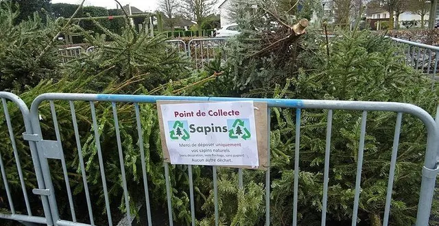 photo  les sapins doivent être déposés sans décoration ni neige artificielle.  &copy;  archives ouest-france 